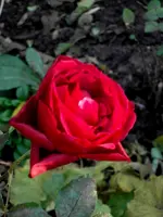 SDC12563.webp