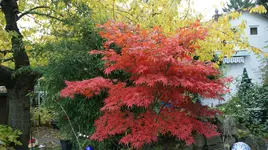DSC04326.webp