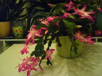 DSC00552.webp