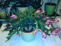 DSC00555.webp