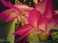 DSC00557.webp