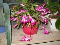 DSCN0324.webp
