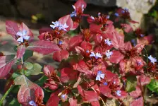 DSC_0004.webp