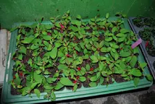 DSC_0002.webp