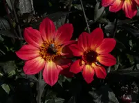 DahlieSchmetter.webp