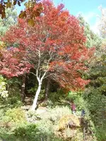 rot (2).webp