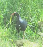 Pukeko 10.2010 (44).webp