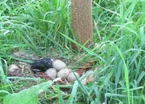 Pukeko 10.2010 (51)a.webp