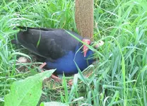 Pukeko 10.2010 (52).webp