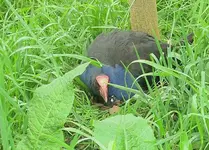 Pukeko 10.2010 (54).webp