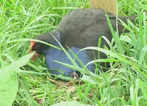 Pukeko 10.2010 (56).webp