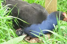 Pukeko 10.2010 (59).webp