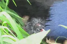 Pukeko 10.2010 (60).webp