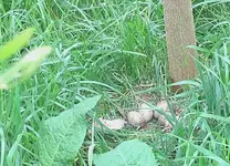 Pukeko 10.2010 (65).webp