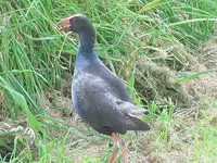 Pukeko 10.2010 (86).webp