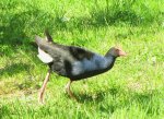 Pukeko 10.2010 (39).jpg