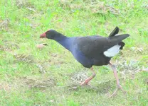 Pukeko 10.2010 (84).webp