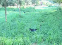 Pukeko 10.2010 (115)v.webp