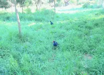 Pukeko 10.2010 (114)v.webp