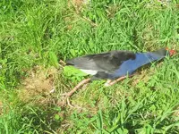 Pukeko 10.2010 (104)v.webp
