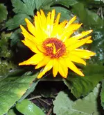 DSC00712 - 2010-11-02 - ringel.webp