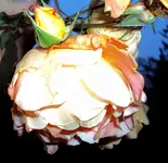 DSC00719 - 2010-11-02 - rose vorn.webp