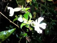 DSC00722 - 2010-11-02 -lichtnelken.webp