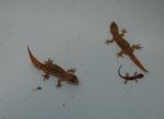 Geckofamilie.jpg