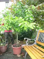 Pomelo2010.webp
