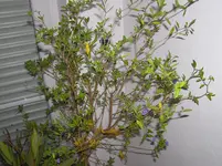 a 087.webp