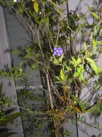 a 090.webp