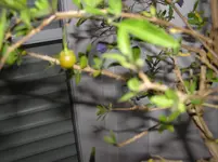a 093.webp
