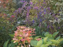 Herbst 2010 001.webp