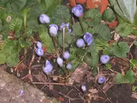 Herbst 2010 008.webp
