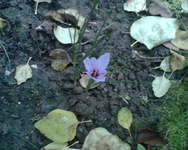 der erste Herbstkrokus.webp