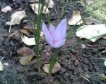 Herbstkrokus mit Safranfäden.JPG