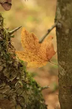 _MG_3111.webp