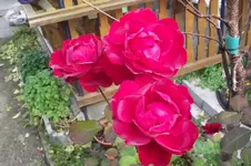 Garten 012.webp