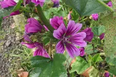 Garten 003.webp