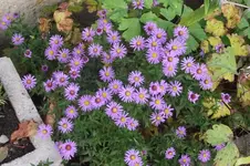 Garten 005.webp