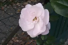 Garten 006.webp