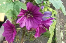 Garten 008.webp