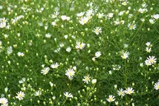 Septemberkraut.webp