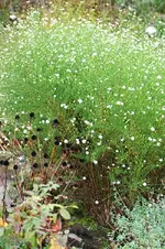 Staude Septemberkraut.webp