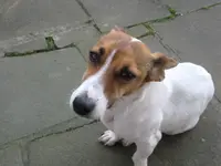 Home and the dogs 006.webp