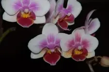 DSC_6884.webp