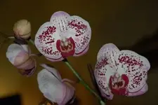 DSC_6895.webp
