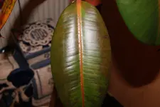 DSC00960.webp