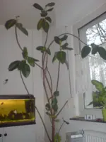 DSC00067.webp