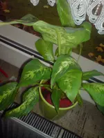 DSC00069.webp